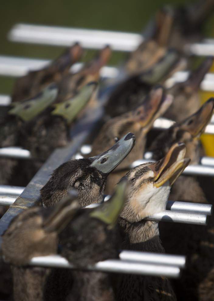 Photos: Duck Festival _lowres
